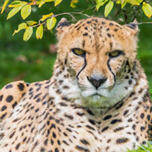 8 guépards meurent : un haut responsable de la faune indienne est démis de ses fonctions