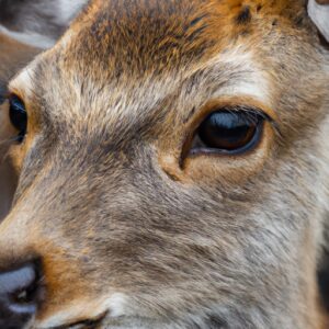 Au plus près des cerfs du parc animalier de Boutissaint en France