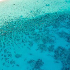 Suspension du massacre de requins dans l&rsquo;archipel du Pacifique français, faute d&rsquo;études scientifiques.