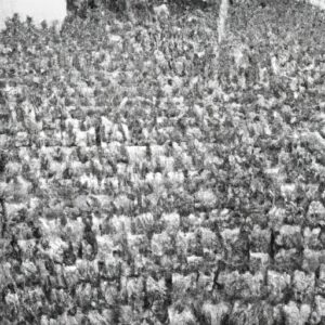 41 Thaïlandais piégés par les combats en Birmanie rapatriés, selon l’armée thaïlandaise