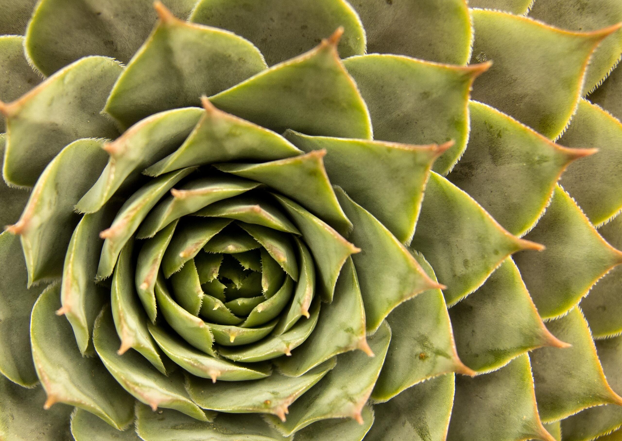 La dégradation des esprits : Les forêts vaudou réduites du Bénin