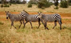 Des observations épiques de léopards en safari et bien plus encore à Sri Lanka