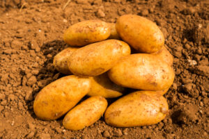 el menea pomme de terre