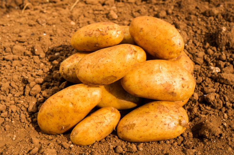 el menea pomme de terre