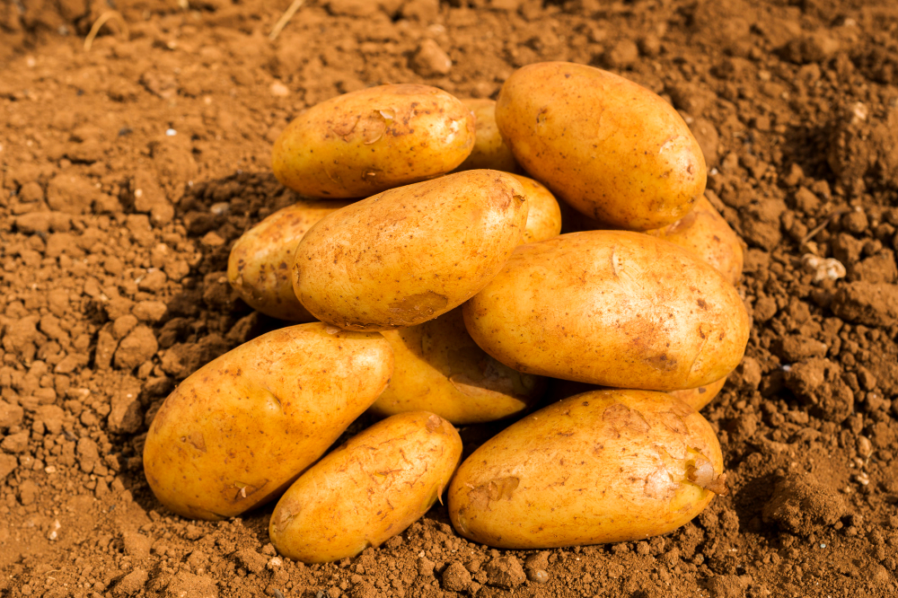 el menea pomme de terre